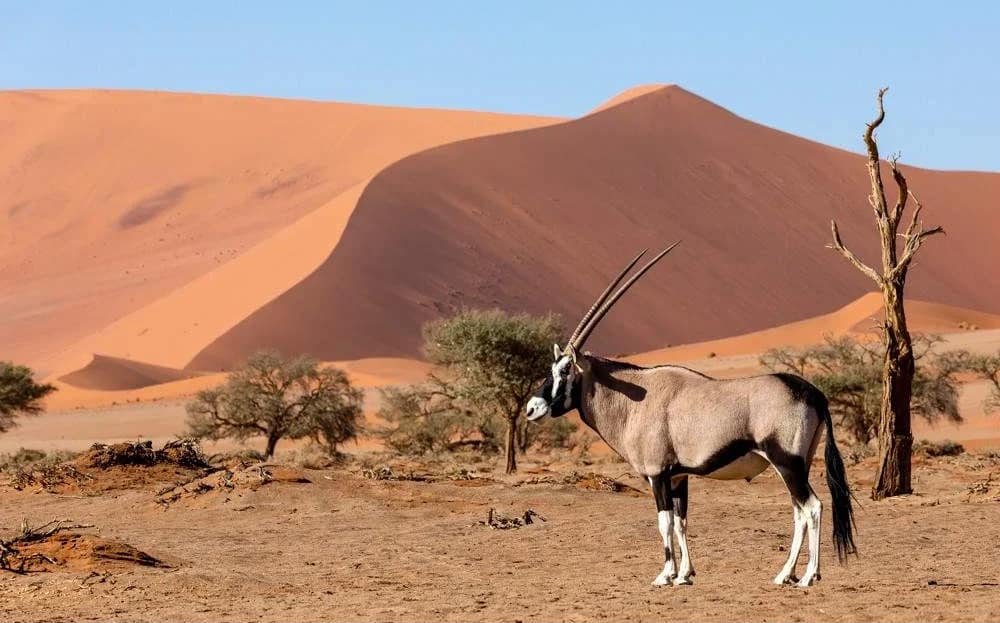 Namibia Dream Private Safari