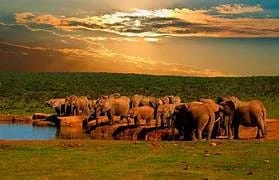 Addo Elephant Park