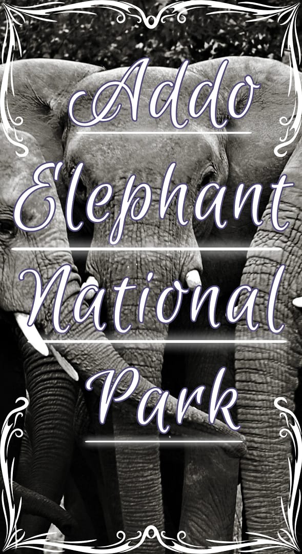 Affordable Addo Safari – Unforgettable Wildlife Encounters