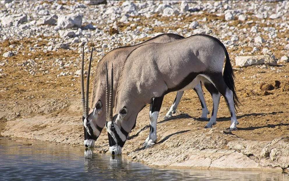 School Hospitality Travel Packages - OPTION 3 – ETOSHA - Image 3
