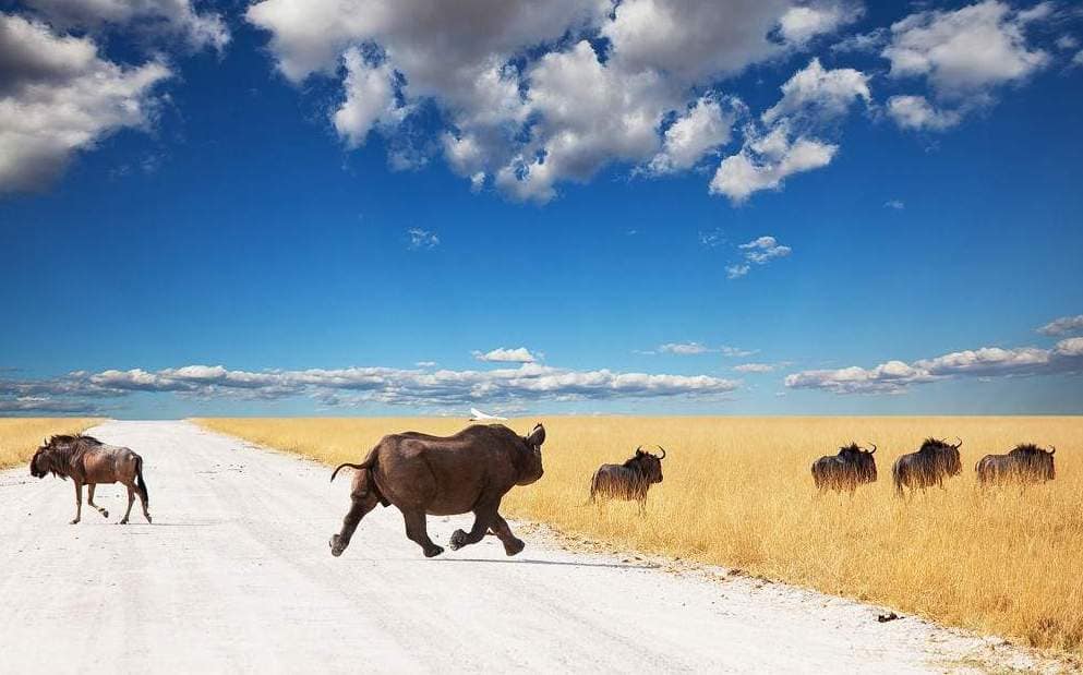 School Hospitality Travel Packages - OPTION 3 – ETOSHA - Image 2